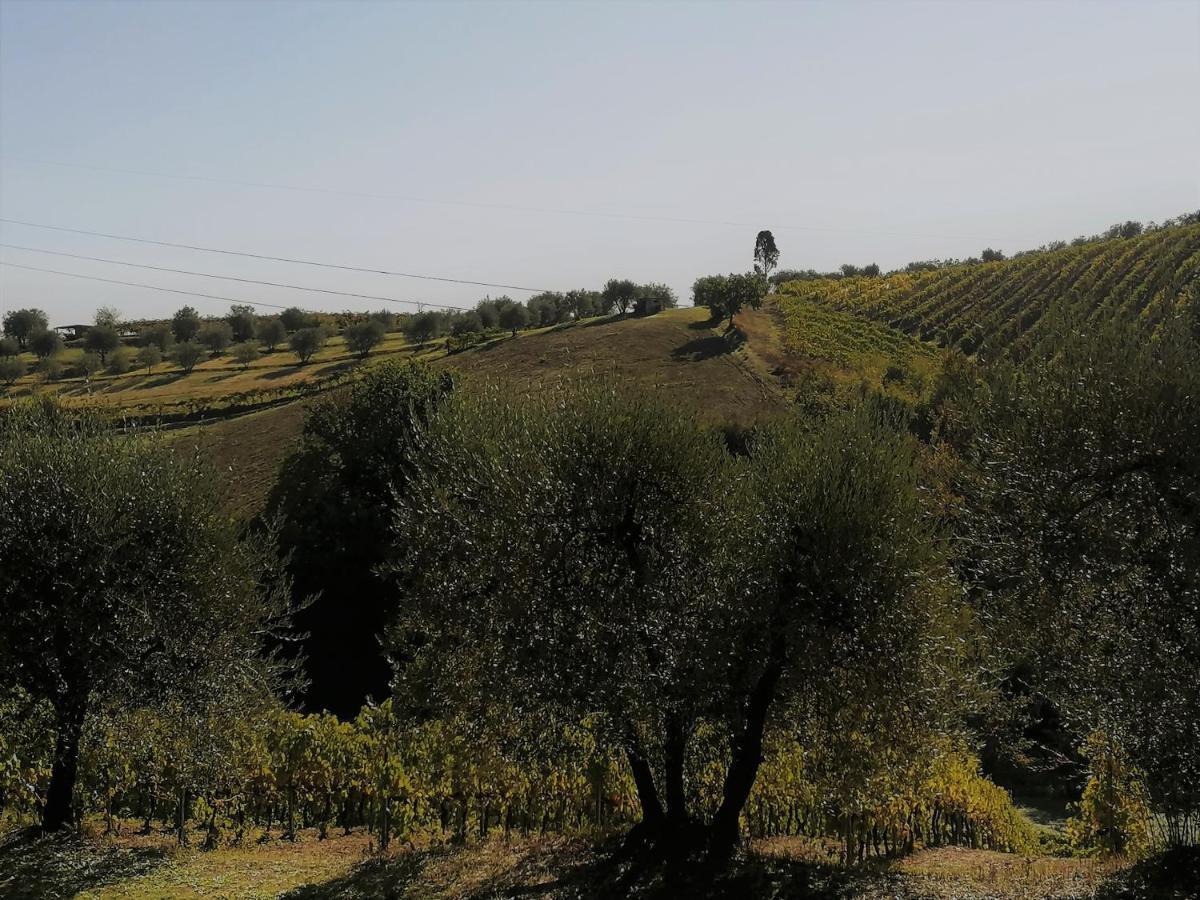 Agricamping Poggio Ai Pini Wine Camping Чертальдо Екстер'єр фото